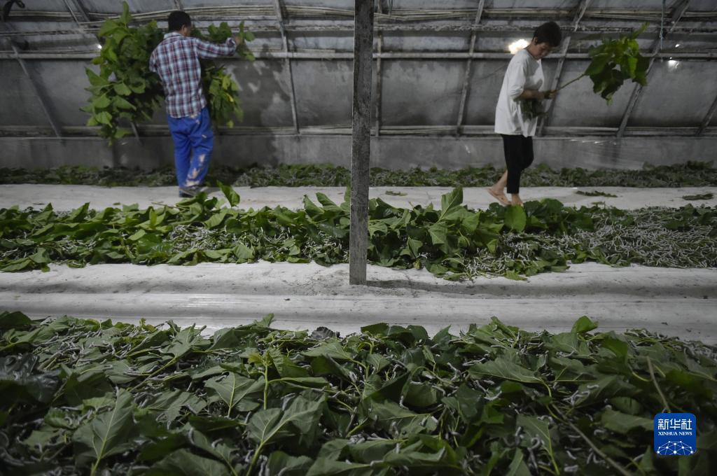 求澳门威尼人官网址?